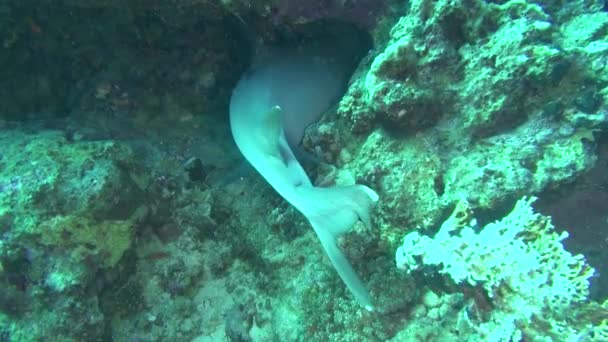 Sea Fish. Sea View. Underwater Video. Water. Diving Underwater — Stock Video