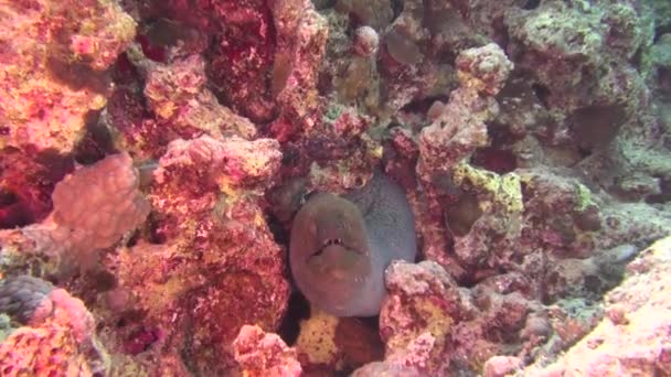 Sea Fish. Vista al mar. Video submarino. Agua. Buceo bajo el agua — Vídeos de Stock