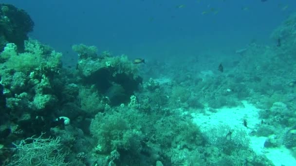 海水鱼。海景房。水下视频。水。水下潜水 — 图库视频影像