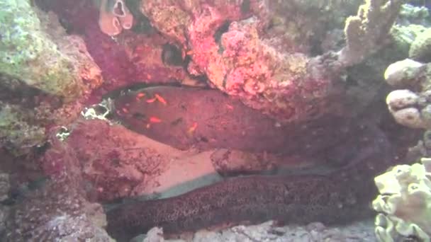 Sea Fish. Sea View. Underwater Video. Water. Diving Underwater — Stock Video