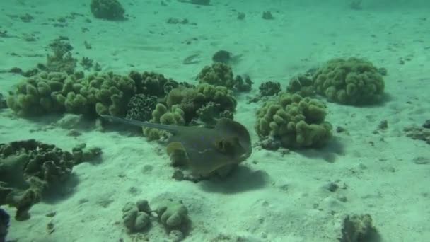 Sea Fish. Vista al mar. Video submarino. Agua. Buceo bajo el agua — Vídeo de stock