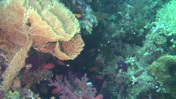 Sea Fish. Vista al mar. Video submarino. Agua. Buceo bajo el agua — Vídeos de Stock