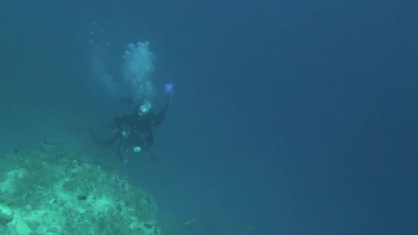 Sea Fish. Vista al mar. Video submarino. Agua. Buceo bajo el agua — Vídeos de Stock