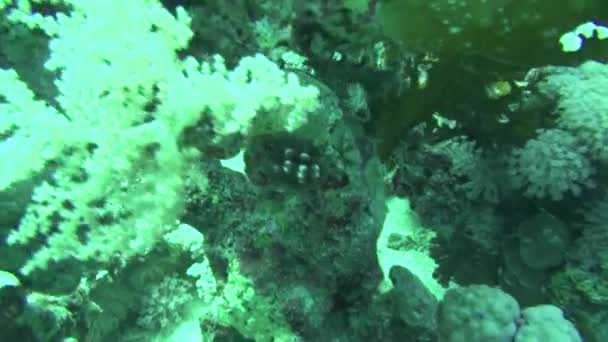 Sea Fish. Vista al mar. Video submarino. Agua. Buceo bajo el agua — Vídeos de Stock