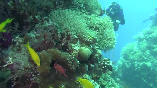 Poisson de mer. Vue sur mer. Vidéo sous-marine. De l'eau. Plongée sous-marine — Video