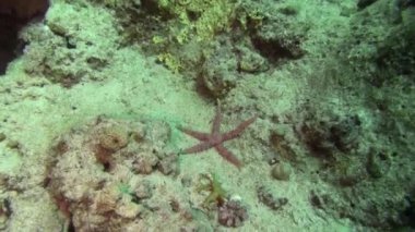 Deniz balığı. Deniz Manzaralı. Sualtı Video. Su. Sualtı dalış