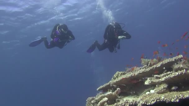 Sea Fish. Vista al mar. Video submarino. Agua. Buceo bajo el agua — Vídeos de Stock