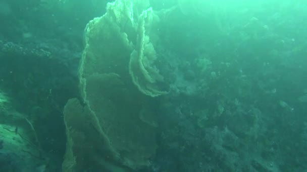 Poisson de mer. Vue sur mer. Vidéo sous-marine. De l'eau. Plongée sous-marine — Video