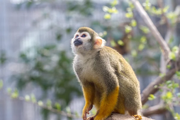 Sincap maymun bir şeye bakıyor