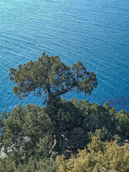 黑海地区阳光明媚的海滨 岸边蓝蓝的海水 绿树成荫 — 图库照片