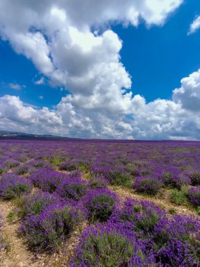 Mor lavanta çiçekleri mavi gökyüzünün altındaki geniş tarlada Provence France 'daki gibi bulutlarla
