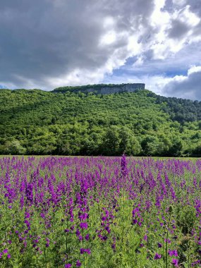 Mavi gökyüzünün altında kırmızı çiçeklerin çiçeği
