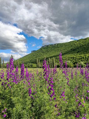 Mavi gökyüzünün altında kırmızı çiçeklerin çiçeği