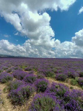 Mor lavanta çiçekleri mavi gökyüzünün altındaki geniş tarlada Provence France 'daki gibi bulutlarla