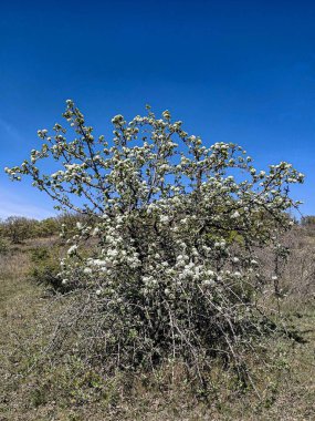 Mavi gökyüzünün altında kırmızı çiçeklerin çiçeği