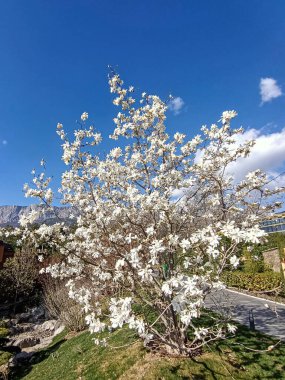Mavi gökyüzünün altında kırmızı çiçeklerin çiçeği