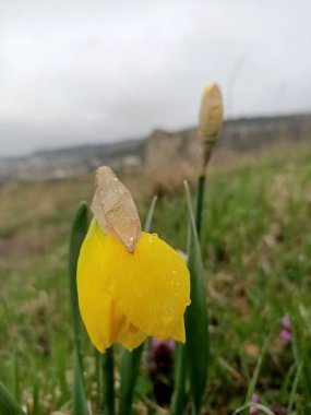 Nisan ayı başlarında güneydeki küçük bir bahçeye güzel çiçekler serpiştirilir.