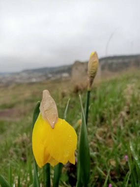 Nisan ayı başlarında güneydeki küçük bir bahçeye güzel çiçekler serpiştirilir.