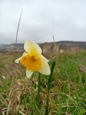 Nisan ayı başlarında güneydeki küçük bir bahçeye güzel çiçekler serpiştirilir.