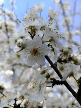 Nisan ayı başlarında güneydeki küçük bir bahçeye güzel çiçekler serpiştirilir.