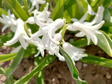 Nisan ayı başlarında güneydeki küçük bir bahçeye güzel çiçekler serpiştirilir.