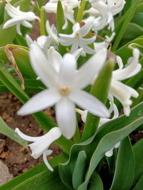 Nisan ayı başlarında güneydeki küçük bir bahçeye güzel çiçekler serpiştirilir.