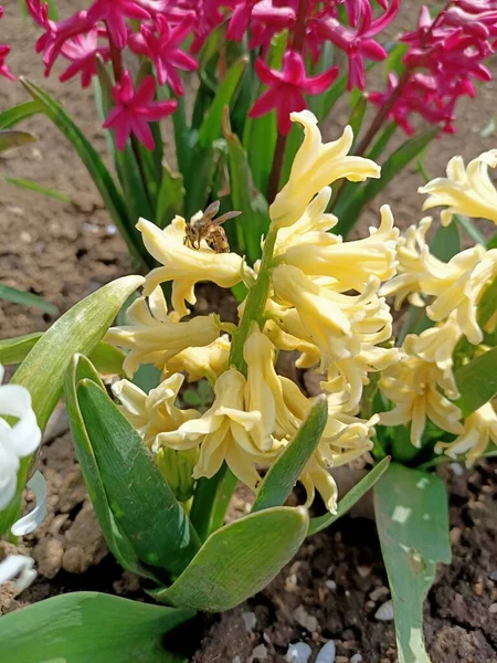 Printemps Belles Fleurs Petit Jardin Dans Des Pays Sud Début — Photo