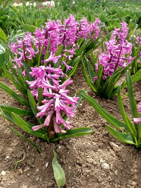 Printemps Belles Fleurs Petit Jardin Dans Des Pays Sud Début — Photo