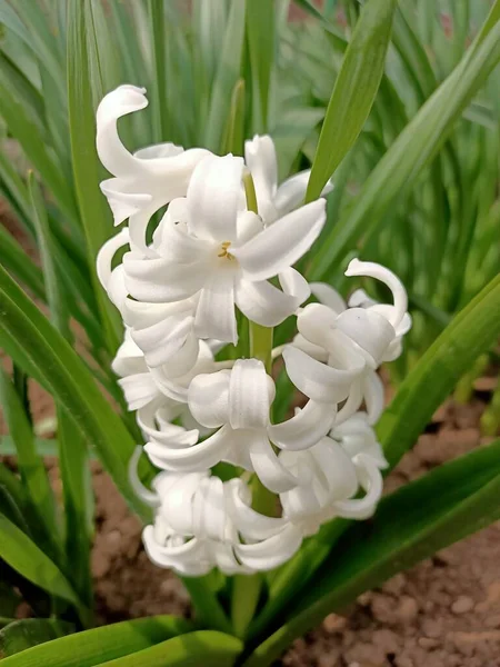 Printemps Belles Fleurs Petit Jardin Dans Des Pays Sud Début — Photo