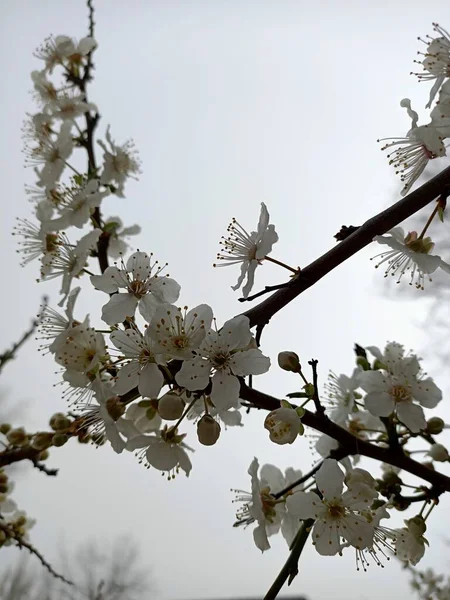 Весенние Красивые Цветы Маленьком Саду Одной Южных Стран Начале Апреля — стоковое фото