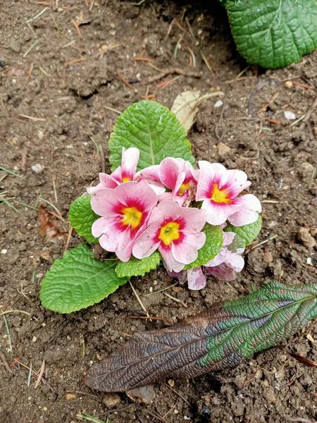Wiosna Piękne Kwiaty Małym Ogrodzie Jednym Południowego Kraju Początku Kwietnia — Zdjęcie stockowe