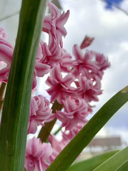 Primavera Hermosas Flores Pequeño Jardín Uno Los Países Del Sur — Foto de Stock