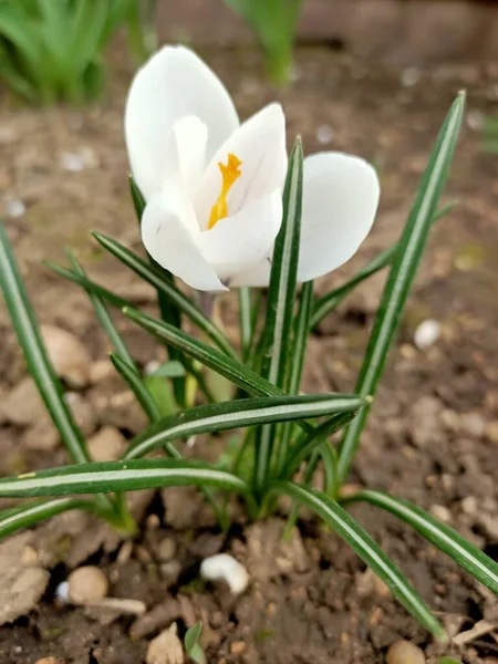 Primavera Hermosas Flores Pequeño Jardín Uno Los Países Del Sur — Foto de Stock