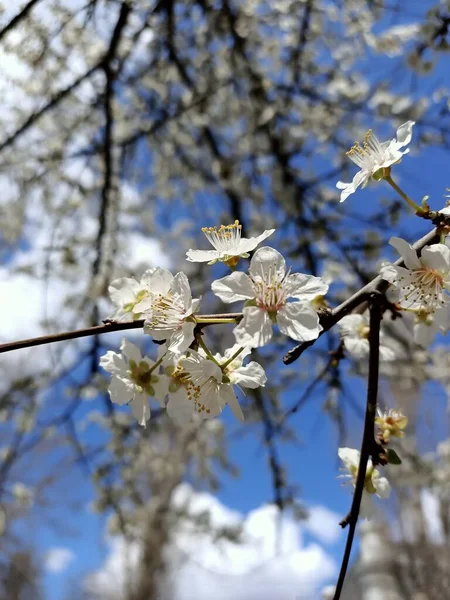 四月初 在一个南方国家的小花园里开满了春天的美丽花朵 — 图库照片