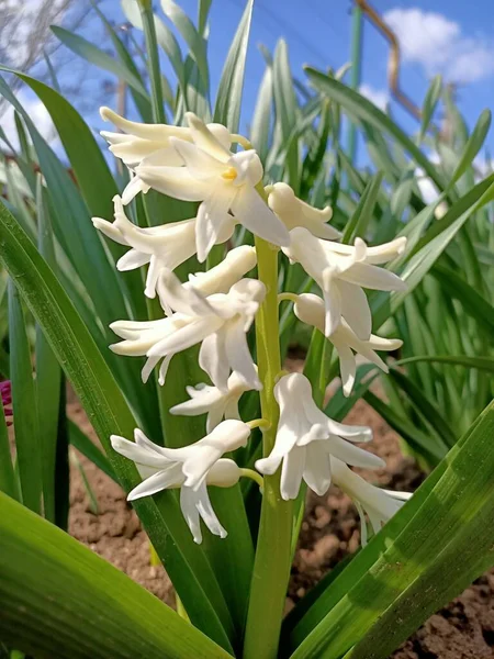 Printemps Belles Fleurs Petit Jardin Dans Des Pays Sud Début — Photo