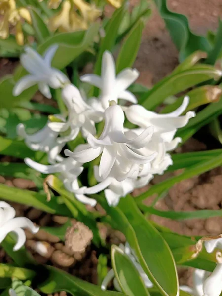 Printemps Belles Fleurs Petit Jardin Dans Des Pays Sud Début — Photo