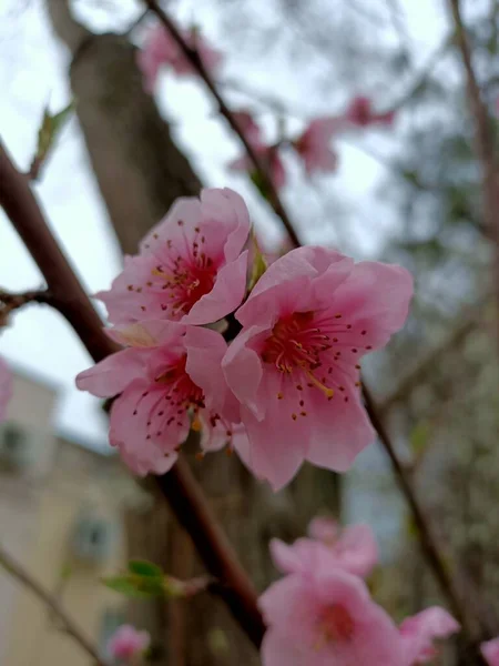 四月初 在一个南方国家的小花园里开满了春天的美丽花朵 — 图库照片