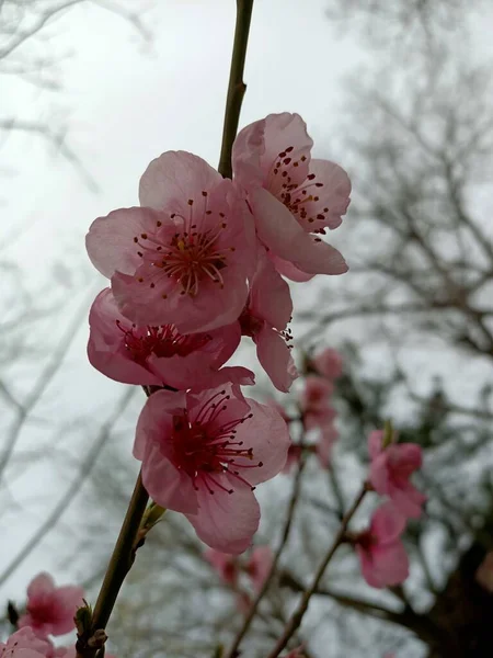 Весняні Красиві Квіти Маленькому Саду Одній Південних Країн Початку Квітня — стокове фото
