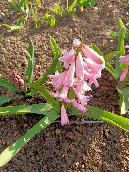 Printemps Belles Fleurs Petit Jardin Dans Des Pays Sud Début — Photo