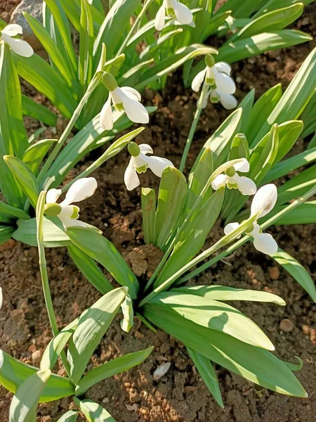 Printemps Belles Fleurs Petit Jardin Dans Des Pays Sud Début — Photo