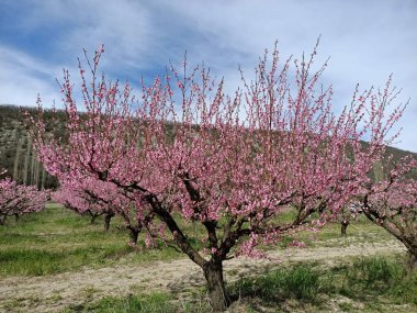 Japonya 'daki kiraz ağacı gibi dağdaki ağaçların arasında açan pembe şeftali çiçekleri gökteki bulutların altında.
