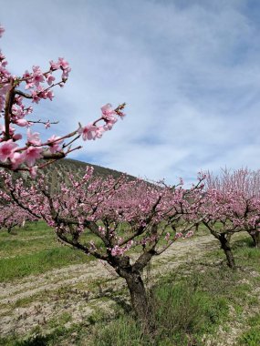 Japonya 'daki kiraz ağacı gibi dağdaki ağaçların arasında açan pembe şeftali çiçekleri gökteki bulutların altında.