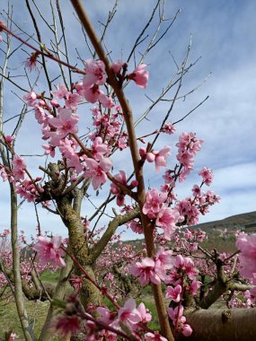 Japonya 'daki kiraz ağacı gibi dağdaki ağaçların arasında açan pembe şeftali çiçekleri gökteki bulutların altında.