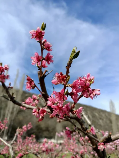 粉红的桃花盛开在山里的田野里 就像日本的樱花在天空的云彩下 — 图库照片