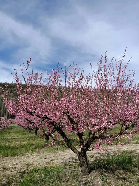 Różowe Brzoskwinie Kwitnące Kwiaty Polu Drzew Górach Jak Wiśnia Sakura — Zdjęcie stockowe