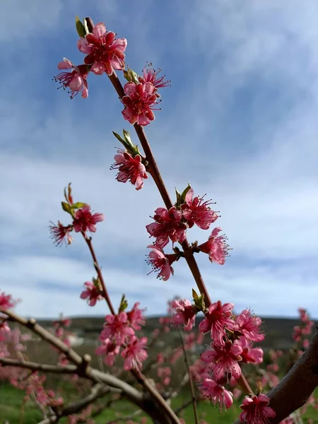 空の雲の下で日本の桜のような山の中の木のフィールドにピンクの桃の花を咲かせます — ストック写真