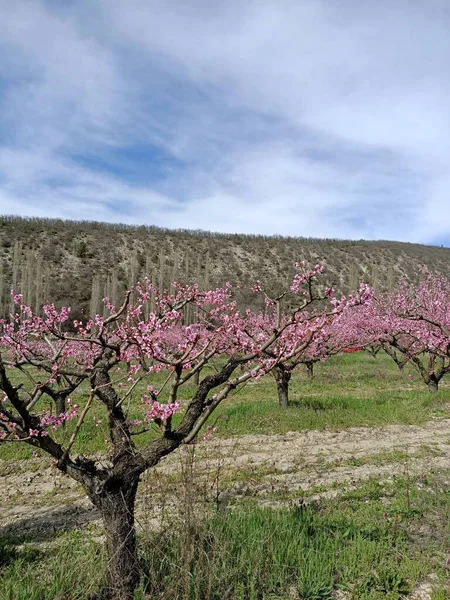 Pink Peach Blooming Flowers Field Trees Mountain Sakura Cherry Japan — Stock Photo, Image