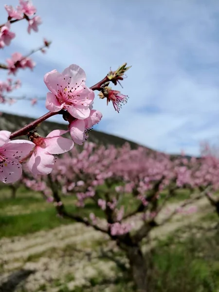 Japonya 'daki kiraz ağacı gibi dağdaki ağaçların arasında açan pembe şeftali çiçekleri gökteki bulutların altında.