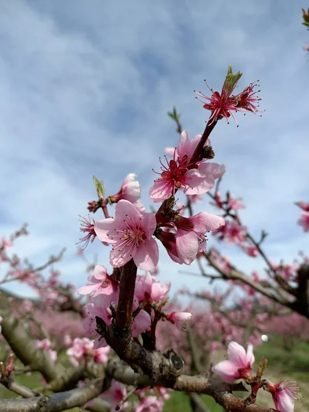 Розовый Персик Цветет Цветы Поле Деревьев Горах Сакура Вишня Японии — стоковое фото