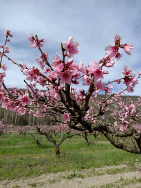 Japonya 'daki kiraz ağacı gibi dağdaki ağaçların arasında açan pembe şeftali çiçekleri gökteki bulutların altında.